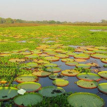 Cartwheel big aquatic plants